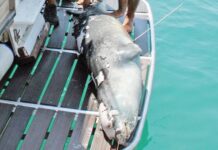 Νεκρή από ανθρώπινο χέρι η φώκια «μασκότ» της Αλοννήσου…