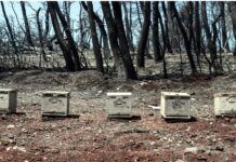 Τεράστια καταστροφή στην Εύβοια: Χάθηκαν 9.000 μελισσοσμήνη και το 65% του πευκόμελου!