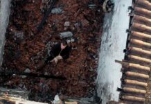 Η Εύβοια έναν μήνα μετά την καταστροφική φωτιά – ΒΙΝΤΕΟ από drone