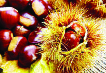 Φθινοπωρινή ‘πανδαισία’… γεμάτη μυστικά