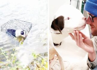 Βούτηξε στο παγωμένο νερό για να σώσει σκυλάκι που ήταν κλειδωμένο σε κλουβί