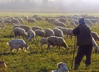 Επιθέσεις λύκων σε Αιτωλοακαρνανία, Ευρυτανία, Φωκίδα, Βοιωτία και Φθιώτιδα