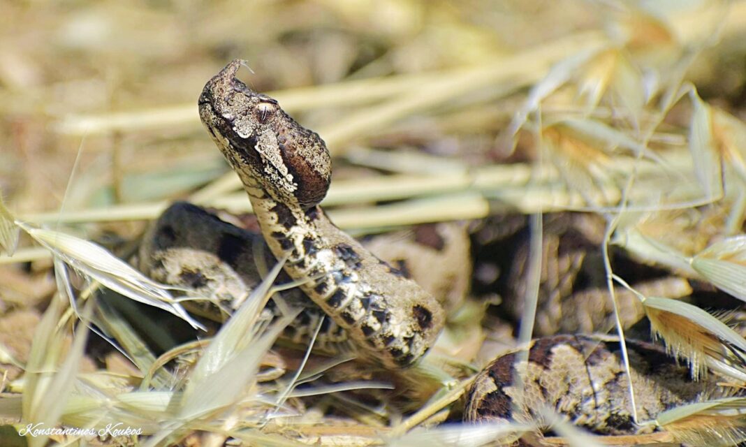 ΦΩΤΟΓΡΑΦΙΑ