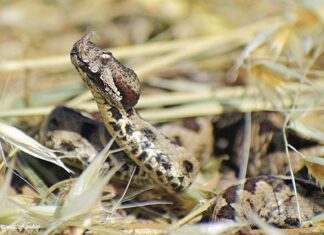 9η θέση για την Φωτογραφική Ομάδα του Γεωπονικού