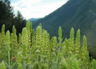 ΤΣΑΙ ΤΟΥ ΒΟΥΝΟΥ: ΤΙ ΕΠΙΤΡΕΠΕΤΑΙ