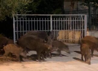 Παραλίγο τραγωδία από άνδρα που κυνηγούσε παράνομα αγριογούρουνα – Τραυματίστηκε γυναίκα