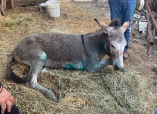 Σε ευθανασία οδηγείται τελικά το κακοποιημένο γαϊδουράκι στο Γραμμένο Ιωαννίνων
