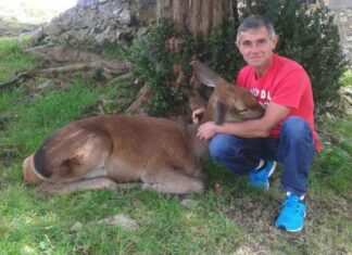 Άλλαξε για πάντα ζωή: Κυνηγός ελαφιών μεγαλώνει ένα τραυματισμένο μωρό ελάφι και πετάει το όπλο του