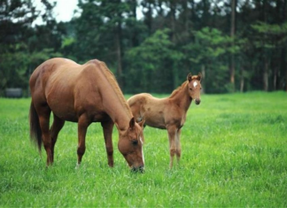 Χορήγηση κωδικών και καταχώρηση εγκαταστάσεων ιπποειδών