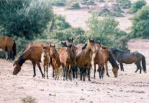 Αποδεκατίζουν τα άγρια άλογα του Πεταλά…