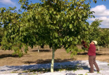 Στροφή των αγροτών στην καλλιέργεια καρυδιάς