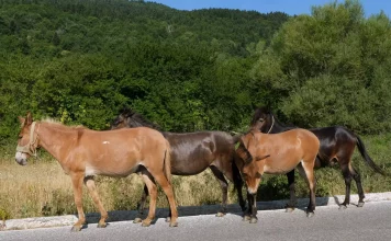 Πάρνηθα: Έρευνα της αστυνομίας για τα άλογα που βρέθηκαν νεκρά σε χαράδρα 100 μέτρων