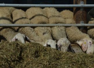 Άμεση ανάγκη για ζωοτροφές…