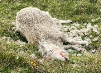 Ευλογιά του προβάτου: Μία πολύ επικίνδυνη μεταδοτική ασθένεια των ζώων ξανά στη χώρα μας ΕΥΛΟΓΙΑ