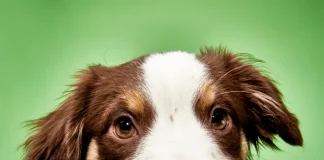 f57a2f1d6de4cbf768e5f97fb39f69caa7 dog food 106 final.rsquare.w700