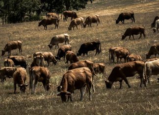 401aed5509ab9ed81602498b8a902946 xl