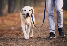 6 benefits of working from home as a pet owner
