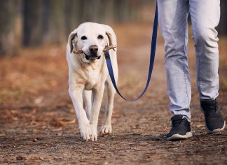 6 benefits of working from home as a pet owner