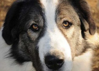 13.900€ για τη διαχείριση αδέσποτων ζώων συντροφιάς στα Άγραφα ellinikos poimenikos