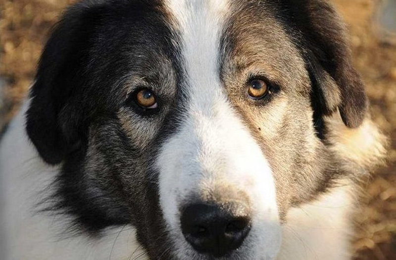 ellinikos poimenikos