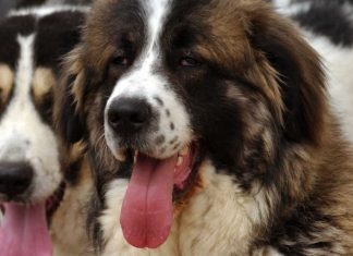 Τσουχτερά πρόστιμα για τους ..αμελείς ιδιοκτήτες τσοπανόσκυλων kalampaka tsopanoskyla 23 7 19