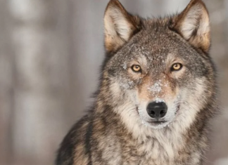 Στα Άγραφα Γάλλοι ειδικοί για την αντιμετώπιση των λύκων λυκος
