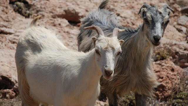 aiges 768x432 aiges 768x432