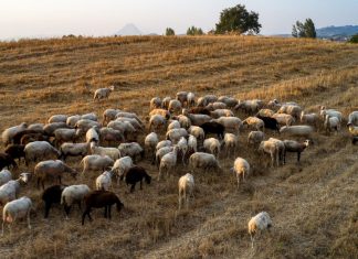 Λιγότερες απώλειες στα κοπάδια μετά τη χρήση περιλαίμιων φερομόνης aigoprovata