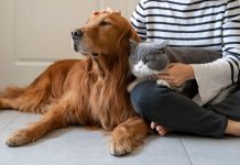Ορίστηκε ο Διαχειριστής Συστήματος Εθνικού Μητρώου Ζώων Συντροφιάς zoa sintrofias 1
