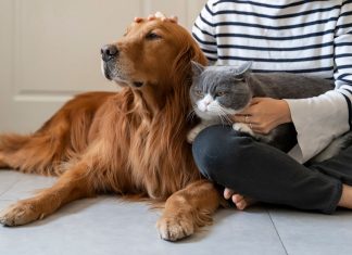 Ορίστηκε ο Διαχειριστής Συστήματος Εθνικού Μητρώου Ζώων Συντροφιάς zoa sintrofias 1