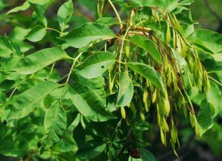 olympus fraxinus ornus