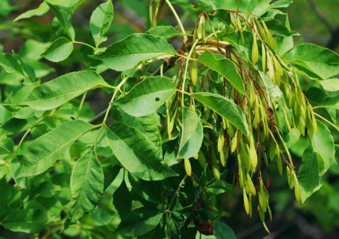 olympus fraxinus ornus