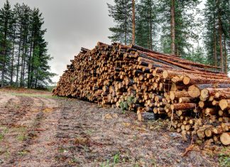 Ημερίδα με τίτλο «Χρήσεις ξύλου – Οι ξύλινες δομικές κατασκευές στην Ελλάδα» sigkomidi xylou 1