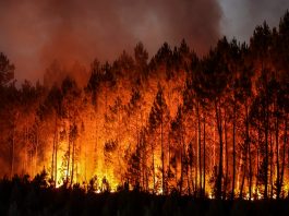 topshot france wildfires
