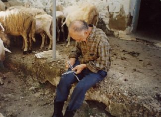 ‘Ο Κούρος στα μέσα του Μαγιού’: Κούρεμα των προβάτων πριν πολλά χρόνια στα Ψιανά στη στάνη των Γιαννακαίων 2