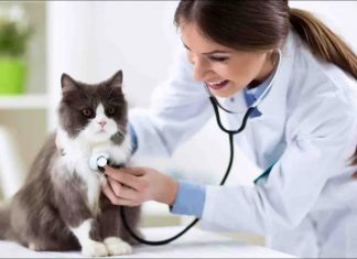 7.000€ για την κτηνιατρική φροντίδα των αδέσποτων ζώων συντροφιάς του Δήμου Αγράφων featured proti episkepsi ktiniatro