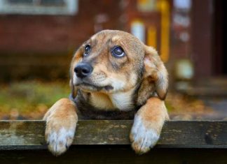 7.000€ για την περισυλλογή και φύλαξη αδέσποτων έτους 2024 στον Δήμο Αγράφων skylaki