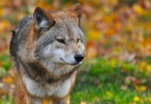 wolf
