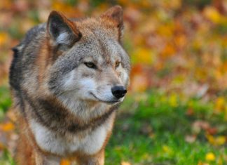 Στις 10 Ιουνίου Γάλλοι στα Άγραφα για την αντιμετώπιση των λύκων wolf