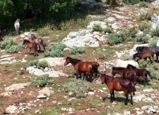 Τα “απετάλωτα του Πεταλά” στην Αιτωλοακαρνανία 54aa15686b332101990118df37b2c4ae xl