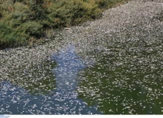 Μέτρα στήριξης των πληγέντων επιχειρήσεων από τον θάνατο χιλιάδων ψαριών στον Παγασητικό psaria volos 696x473