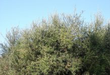 1200px elia