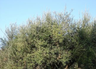 Καλό παράδειγμα 1200px elia