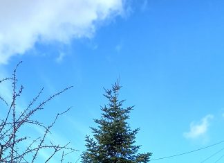 Κοπές δέντρων για την ασφάλεια των κατοίκων elatos