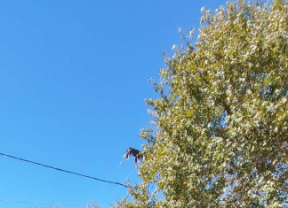 Παρέλαση 28ης Οκτωβρίου στο Καρπενήσι image 16