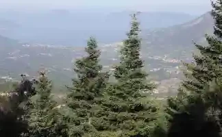 Ανάδειξη αιωνόβιων δένδρων περιοχής Δ.Κ. Ψιανών dasos kefalonia