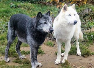 Ερώτηση Βελόπουλου στη Βουλή για τους λύκους στα Άγραφα likoi