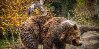 bear