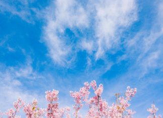 pexels allan carvalho 264847051 17336467