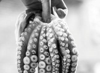 Αγρινιώτης διακομίστηκε στην Αθήνα από σπάνιο συμβάν – κατανάλωσε χταπόδι με άγκιστρο pexels elletakesphotos 1321125